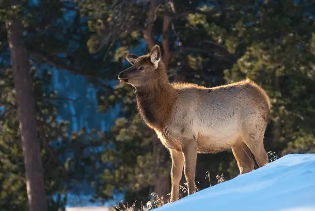 Elk yearling on the snow in Rocky Mountain National Park on a Winter Estes Park Wildlife Tour